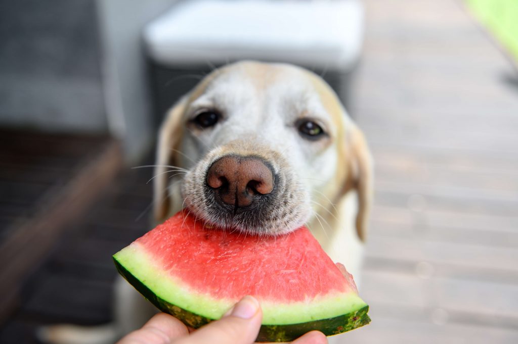 Yellow Labrador is handed a wedge of seedless watermelon.