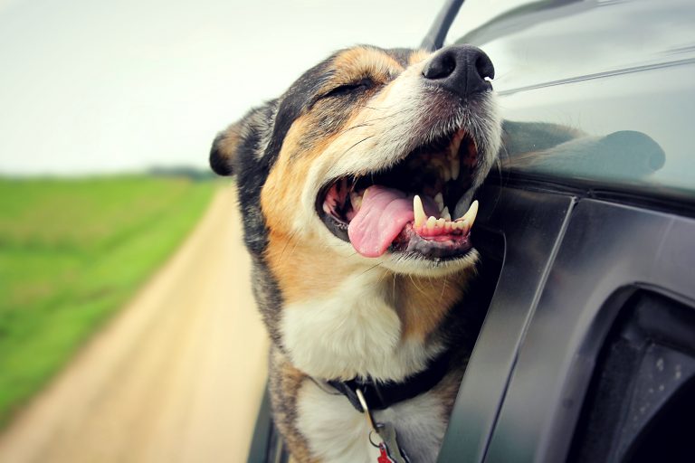 A happy German Shepherd mix breed dog is smiling with his tongue hanging out and his eyes closed as he sticks his head out the family car window while driving down the road.