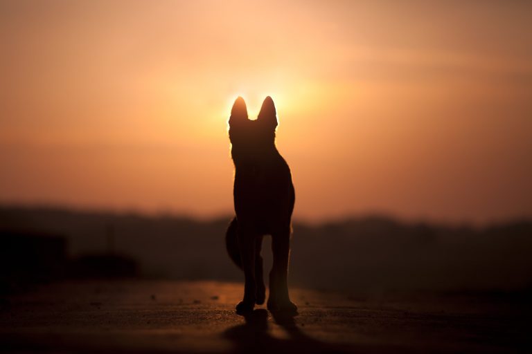 Silhouette of a German Shepherd staring into a beautiful orange sunset.