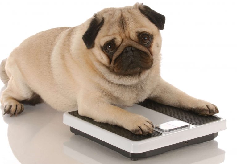 A pudgy pug poses with a scale