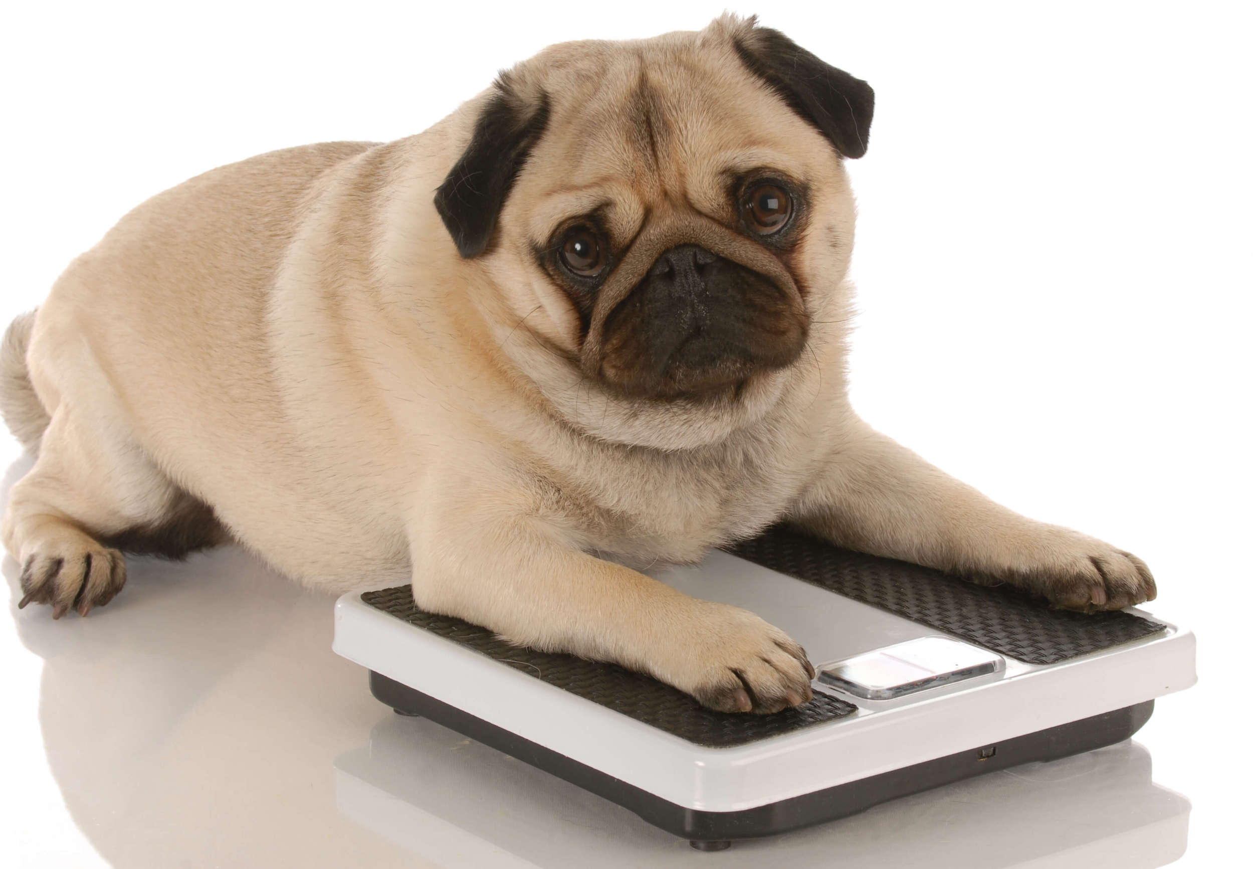 Keeping Your Dog at a Healthy Weight